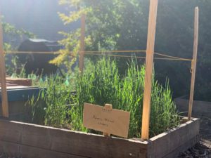 students wheat growing in raised bed