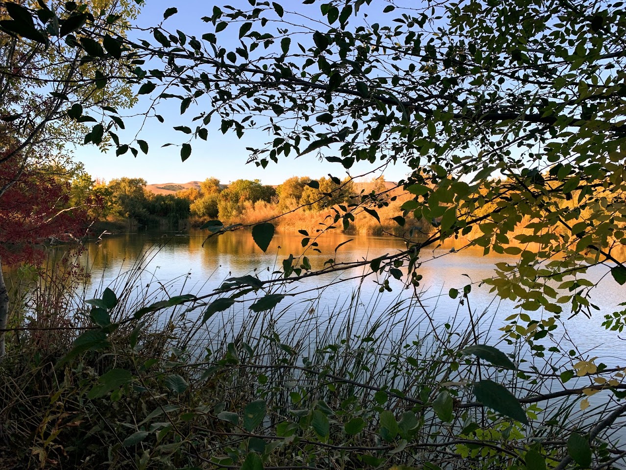 Tule Ponds at Tyson's Lagoon.