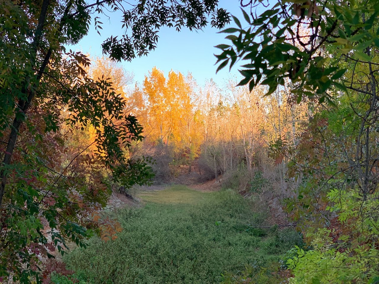 Tule Ponds at Tyson's Lagoon.