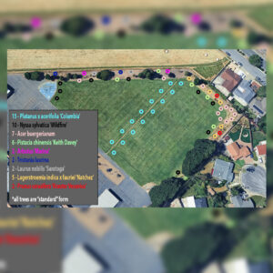 Azaveda Tree Planting Map